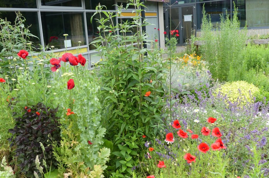 Tuin bij Milieu Educatie Centrum Leiderdorp