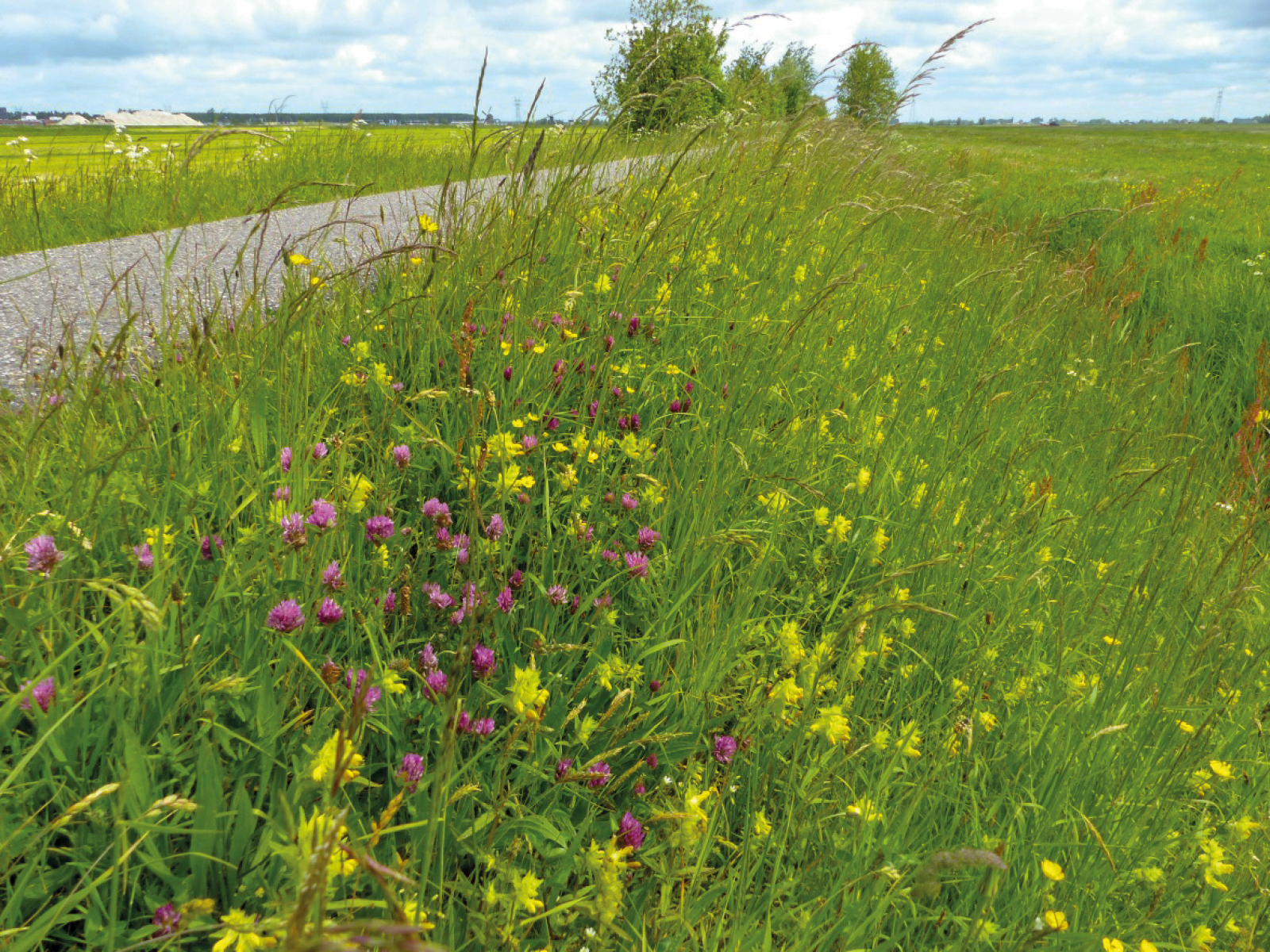 Landschap voor Ecoprofiel ‘Grazig nat en droog’: soorten die een combinatie van droog en nat grasland met open plekken nodig hebben.