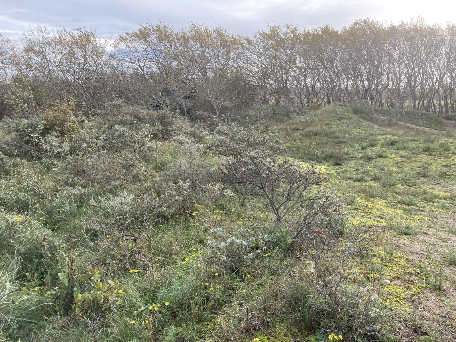 Landschap voor Ecoprofiel ‘Open duin’: soorten die duinlandschap nodig hebben met plekjes open zand, grasland, heide, vochtige duinvalleien en enkele bomen of struiken.