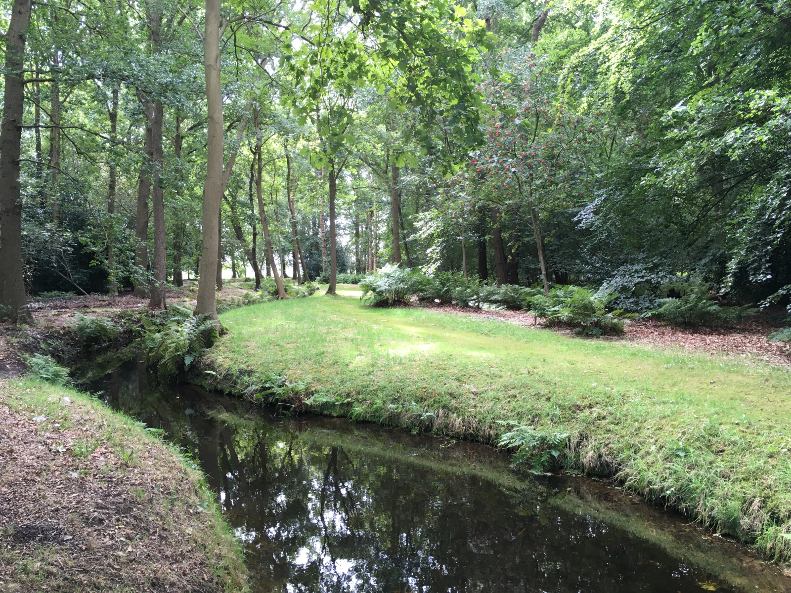 Landschap voor ecoprofiel ‘Bos’ (duin en strandwal): zweefvliegen die alleen in (liefst oude) bossen of parken voorkomen.