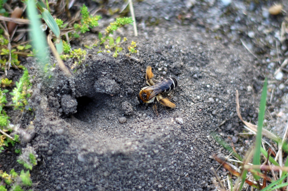 Pluimvoetbij maakt een nest in de grond