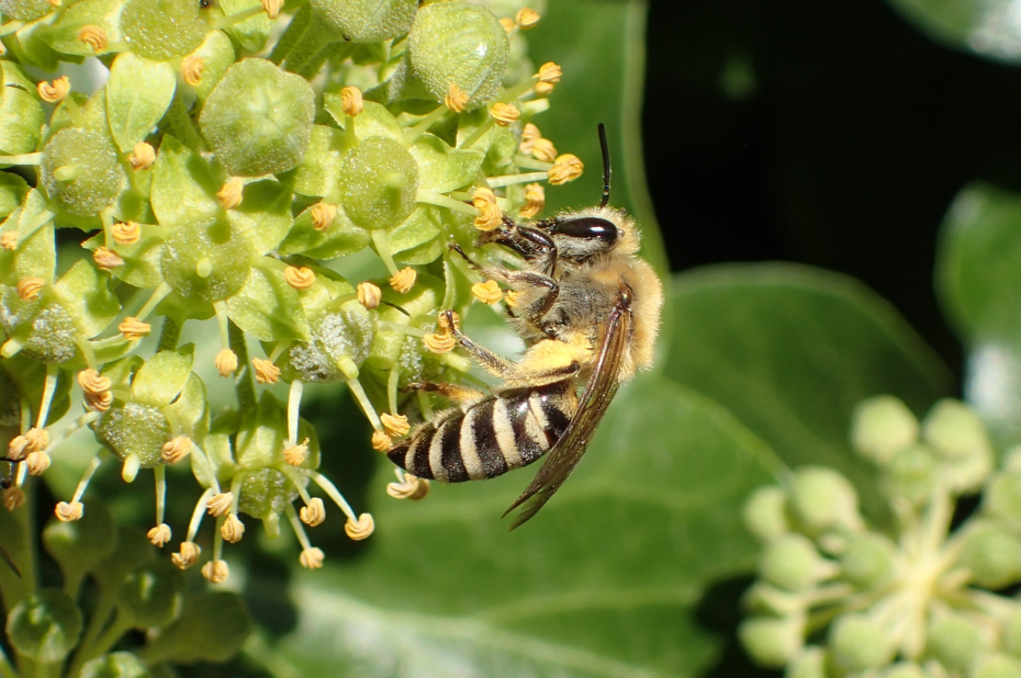 Klimopzijdebij met stuifmeel aan haar poten op een klimopbloem met meeldraden.