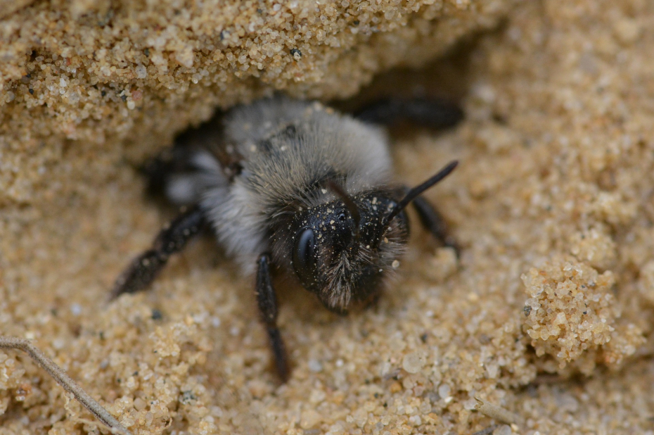 Grijze zandbij bij haar nest in zandgrond