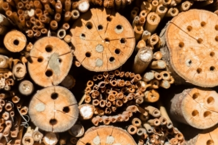 Bij bij een gangetje van een bijenhotel