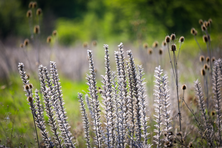 uitgebloeide bloemen in de herfst