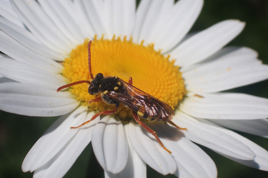 Roodsprietwespbij op een margriet