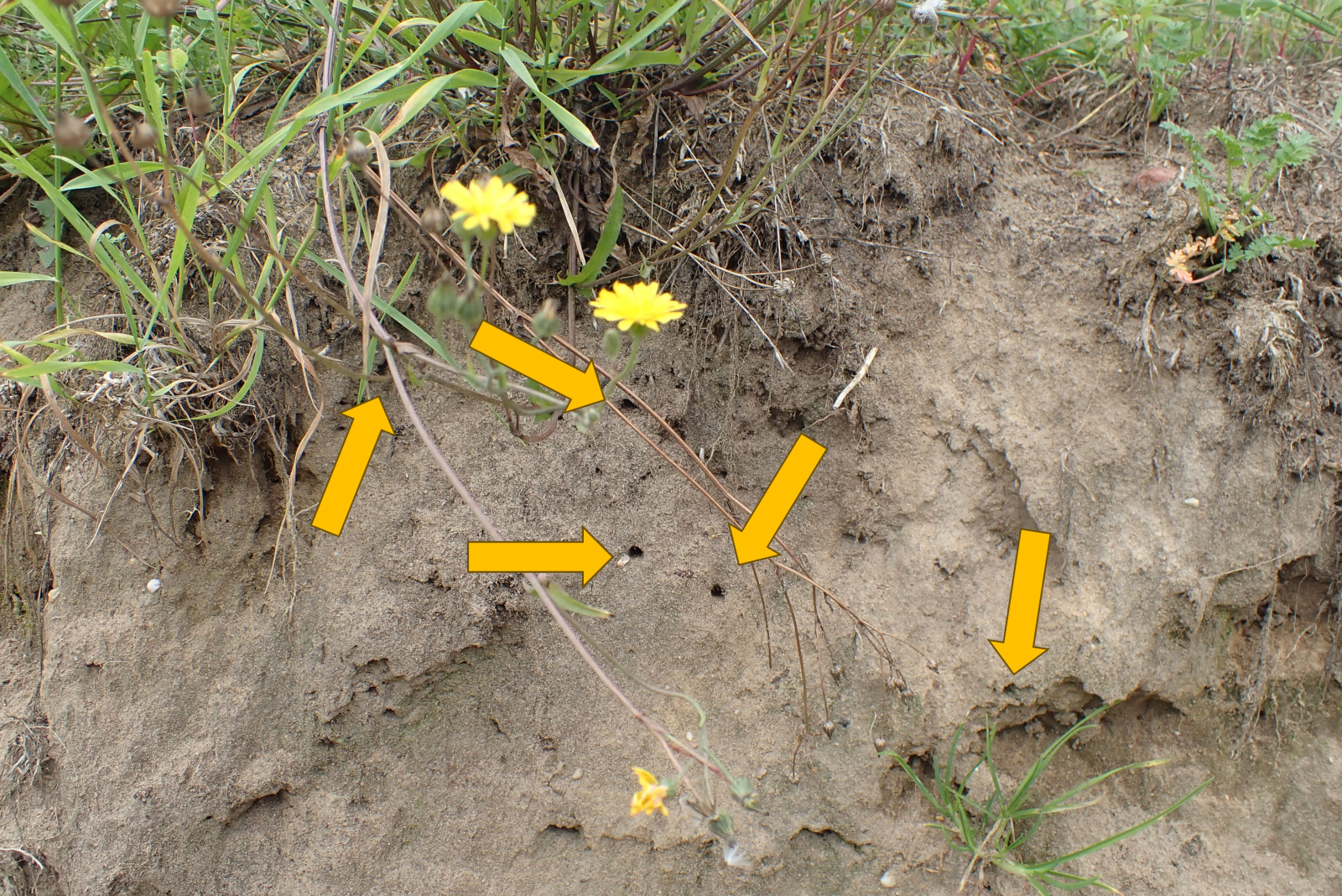 Kaal verticaal wandje zandgrond met nestgaatjes, met pijlen aangeduid.
