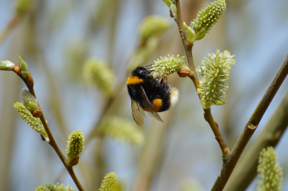 Koningin van de aardhommel-groep op een wilgenkatje
