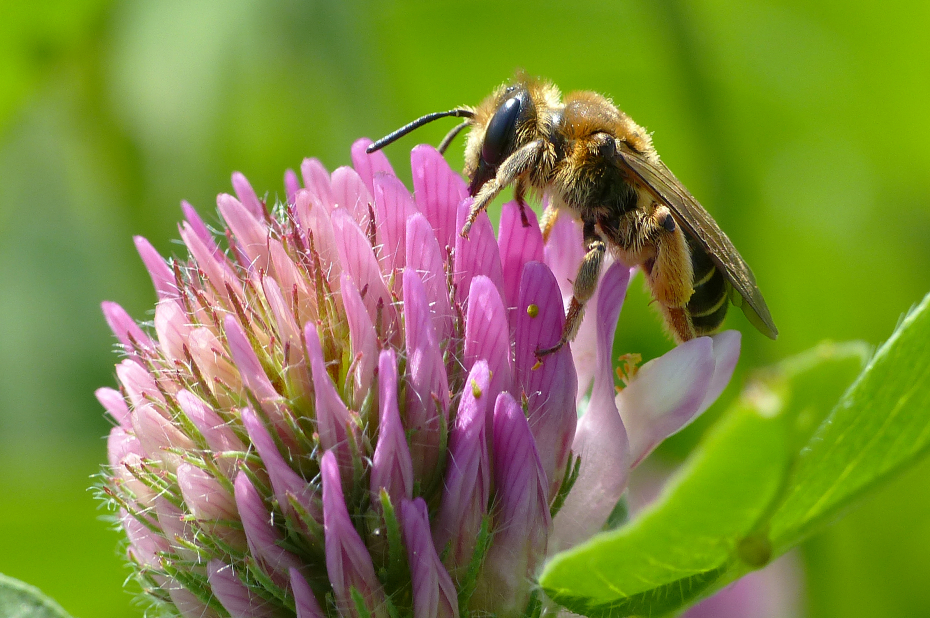 Geelstaartklaverzandbij op een rode klaverbloem