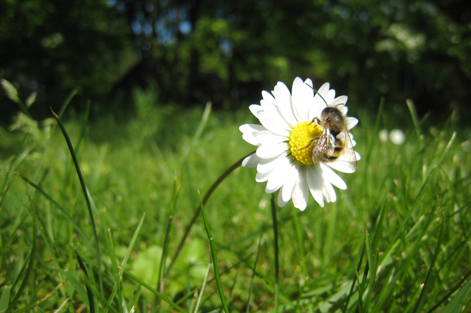 Bij op een madeliefje