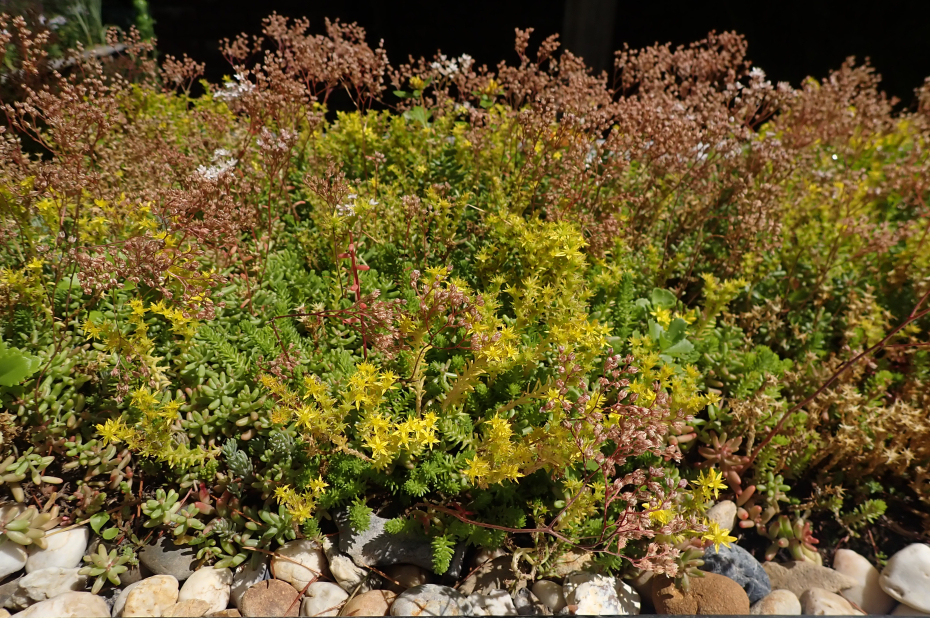 verschillende soorten vetplantjes (Sedum)