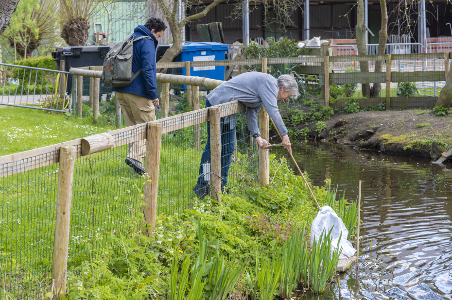 Vrouw vangt bijen met een insectennet, terwijl iemand anders toekijkt.