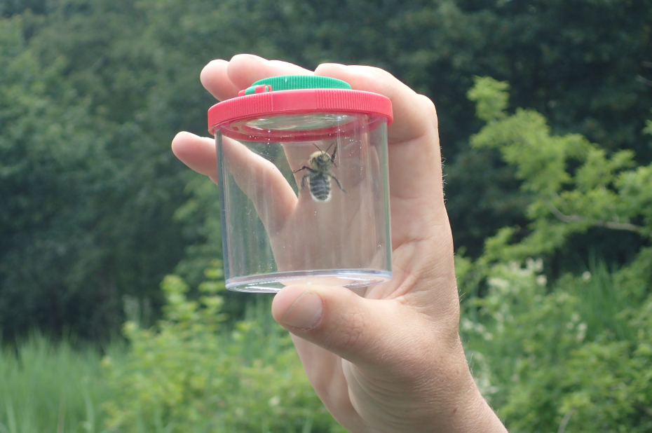 Hand met een loeppot met een hommel er in. 