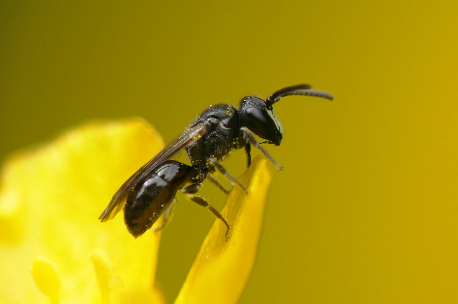 Wilde bijensoort, gewone maskerbij zit op een geel bloemblad.