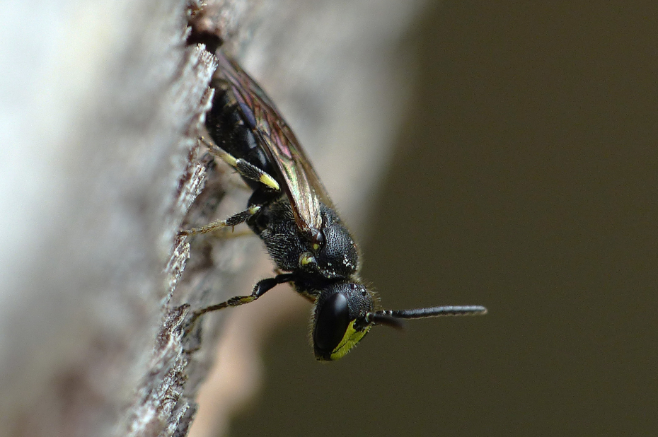 Wilde bijensoort, gewone maskerbij, zit op een boomstam. Zijn vleugel licht mooi op in de zon.