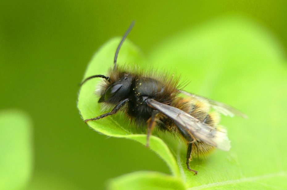 Wilde bijensoort, gehoornde metselbij, zit op een groen blad. 