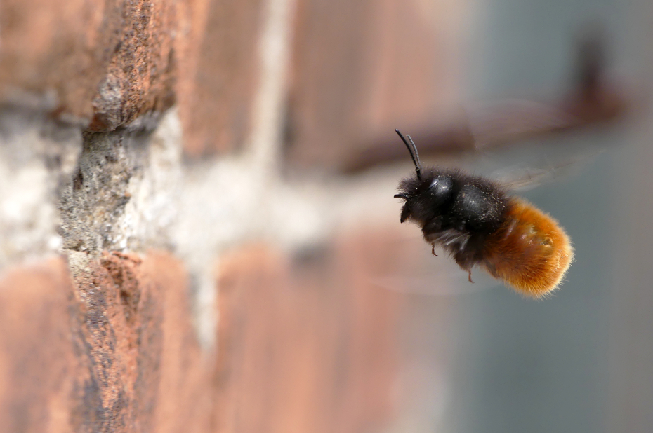 Wilde bijensoort, gehoornde metselbij, vliegt naar zijn nest in een gat in de muur.