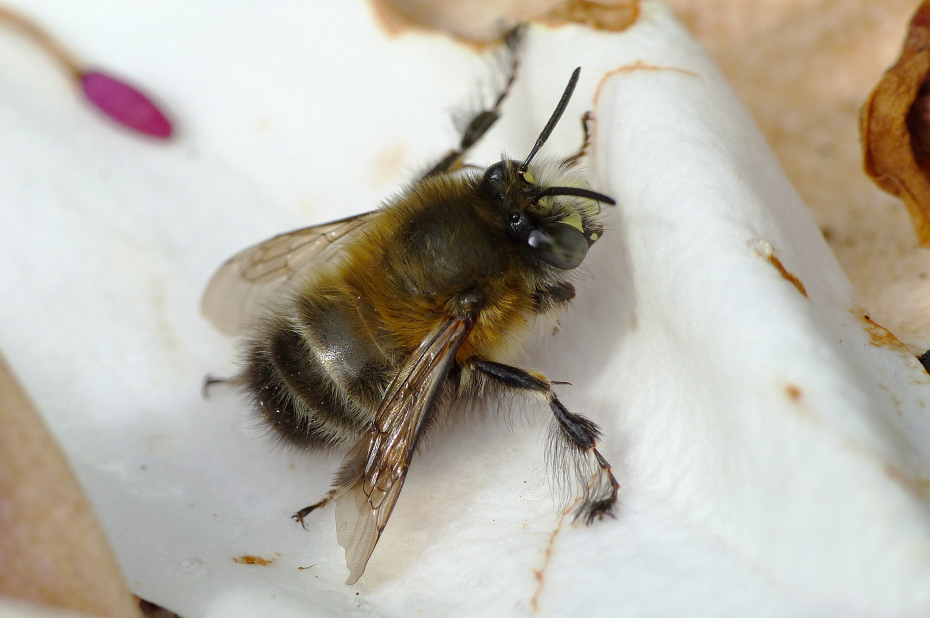 Wilde bijensoort, gewone sachembij, zit op een wit, beetje verdord bloemblad.