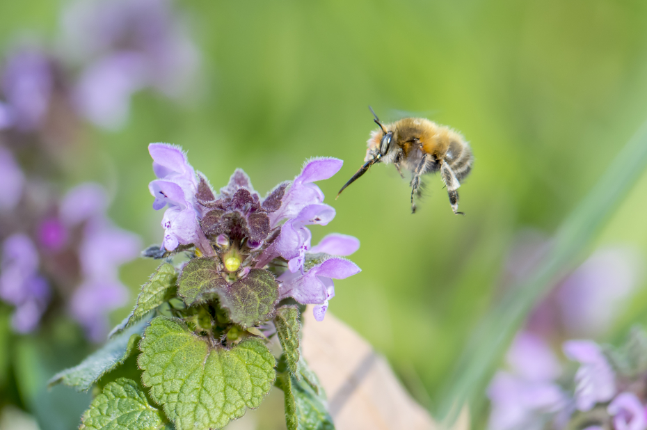 Wilde bijensoort, gewone sachembij, hangt als een helikopter stil bij een paarse bloem om er nectar van te kunnen drinken.