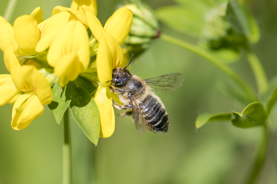 Wilde bijensoort, grote bladsnijder, drinkt nectar uit een gele bloem.