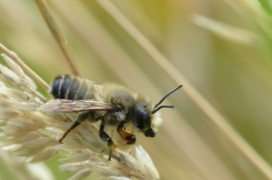 Wilde bijensoort, grote bladsnijder, zit op een takje.