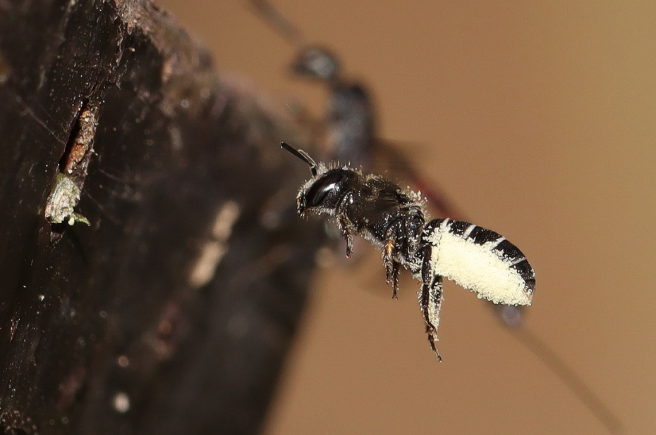 Wilde bijensoort, grote klokjesbij, vliegt met zijn buikschuier vol stuifmeel naar zijn nestplek in een stuk hout.