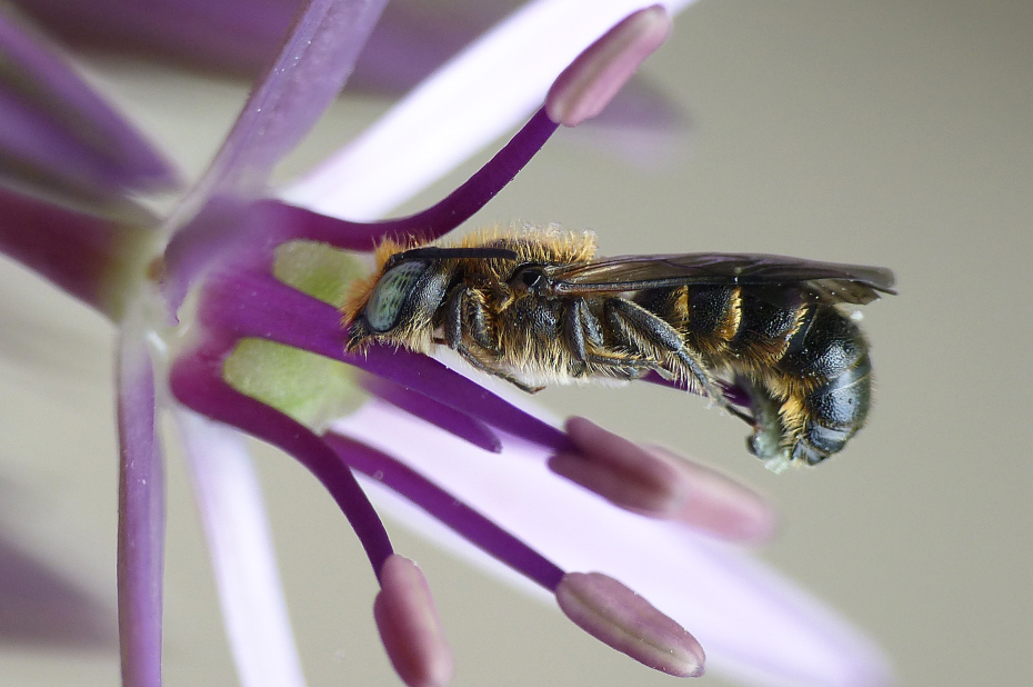 Wilde bijensoort, grote klokjesbij, zit op een stamper van een paarse klokjesbloem.