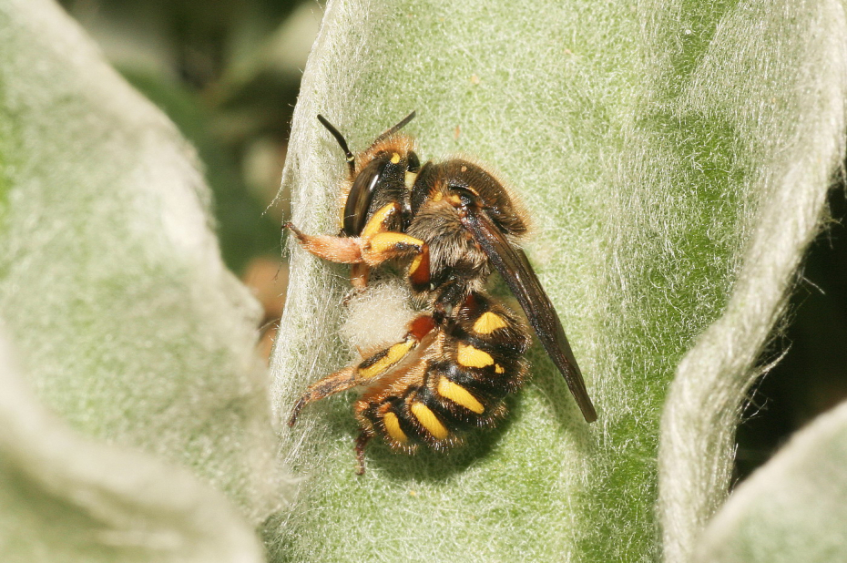 Wilde bijensoort, grote wolbij, verzamelt haartjes van een blad, om haar nest mee te bedekken.