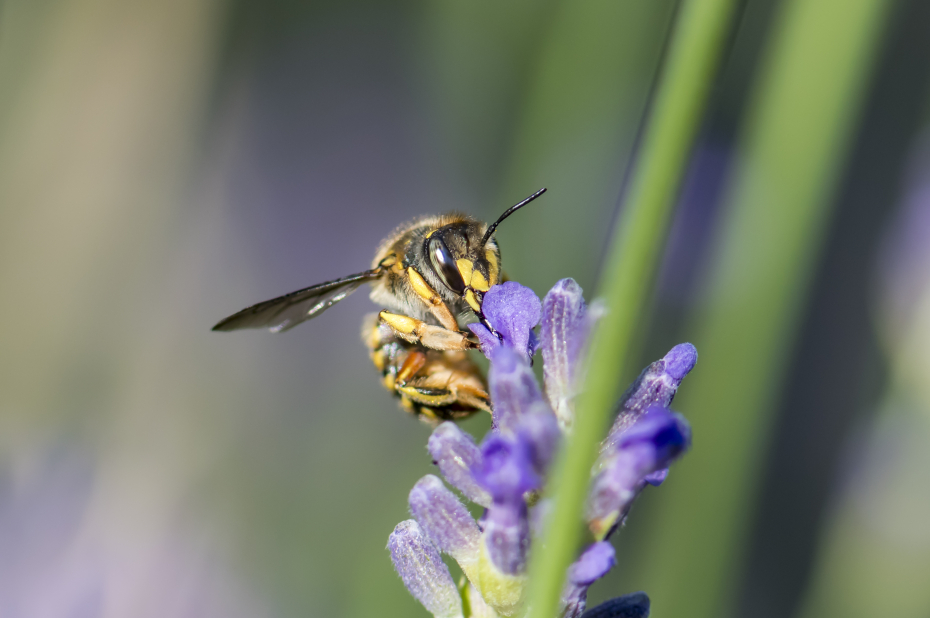Wilde bijensoort, grote wolbij, drinkt necatr uit een paars bloemetje.
