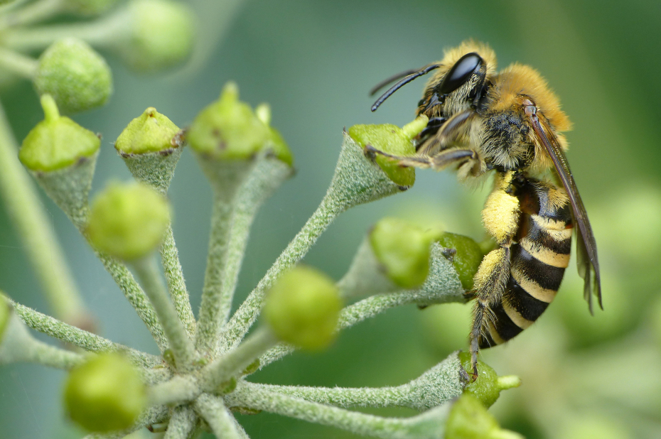 Wilde bijensoort, klimopzijdebij, zit op de stamper van een klimopbloem.