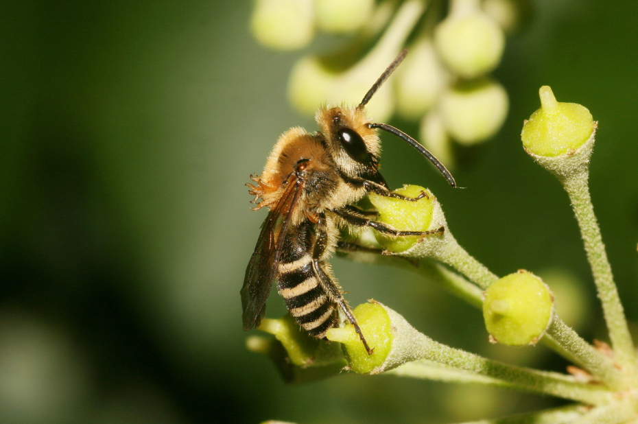 Wilde bijensoort, klimopzijdebij, zit op de stamper van een klimop en is op de rug bedekt met larven van de oliekever.