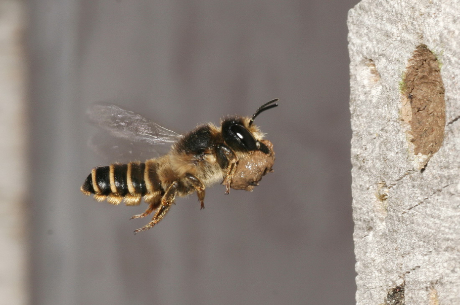 Wilde bijensoort, lathyrusbij, vliegt met een bolletje klei naar zijn nest om het hiermee te bekleden.