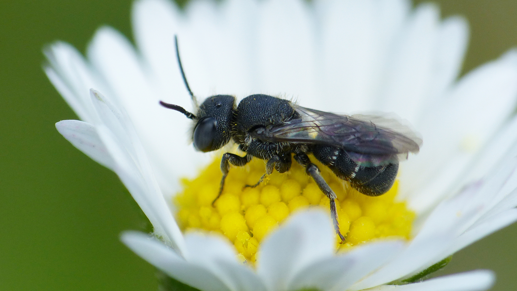 wilde bijensoort tronkenbij zit op een margriet