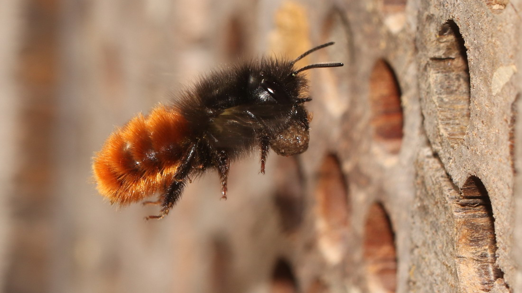 wilde bijensoort gehoornde metselbij vliegt in gat van een bijenhotel