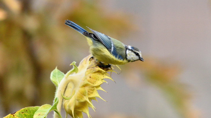 pimpelmees op uitgebloeide zonnebloem