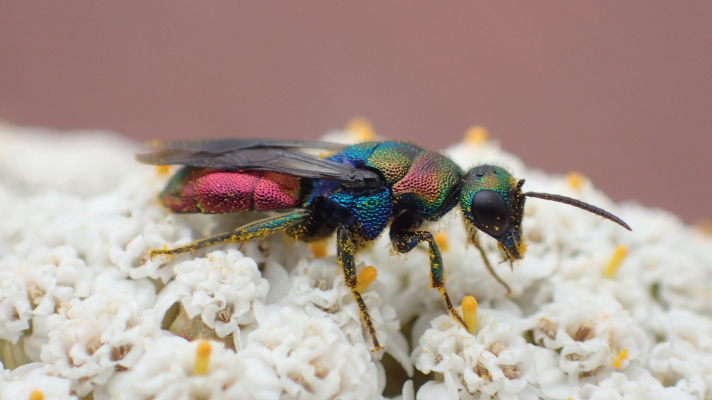 goudwesp op duizendblad