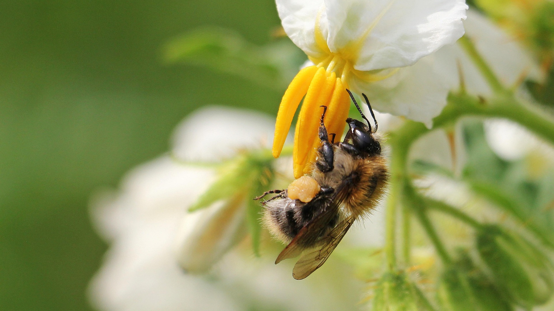 akkerhommel op aardappelbloem