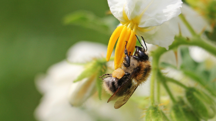 akkerhommel op aardappelbloem