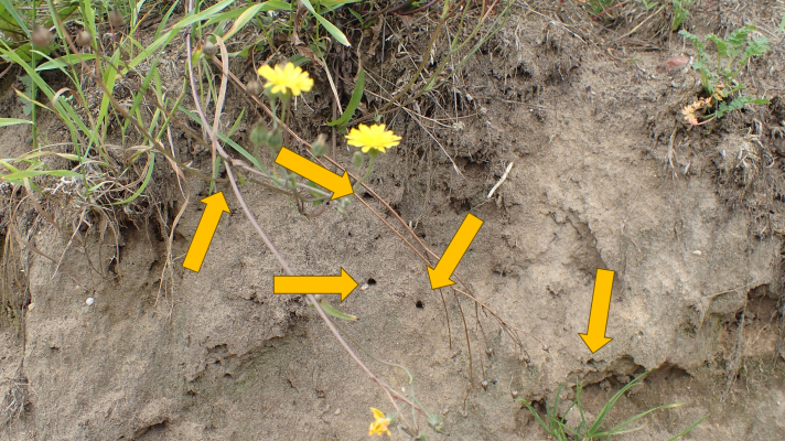steilwandje met bijennesten