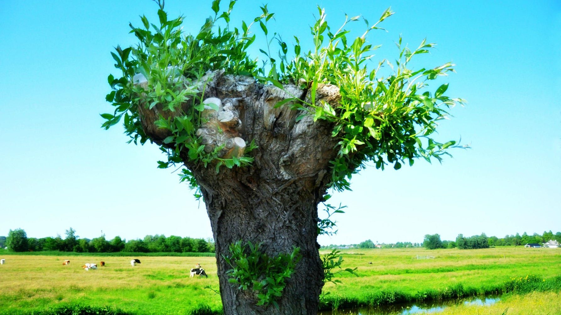 uitlopende knotwilg met weiland in de achtergrond
