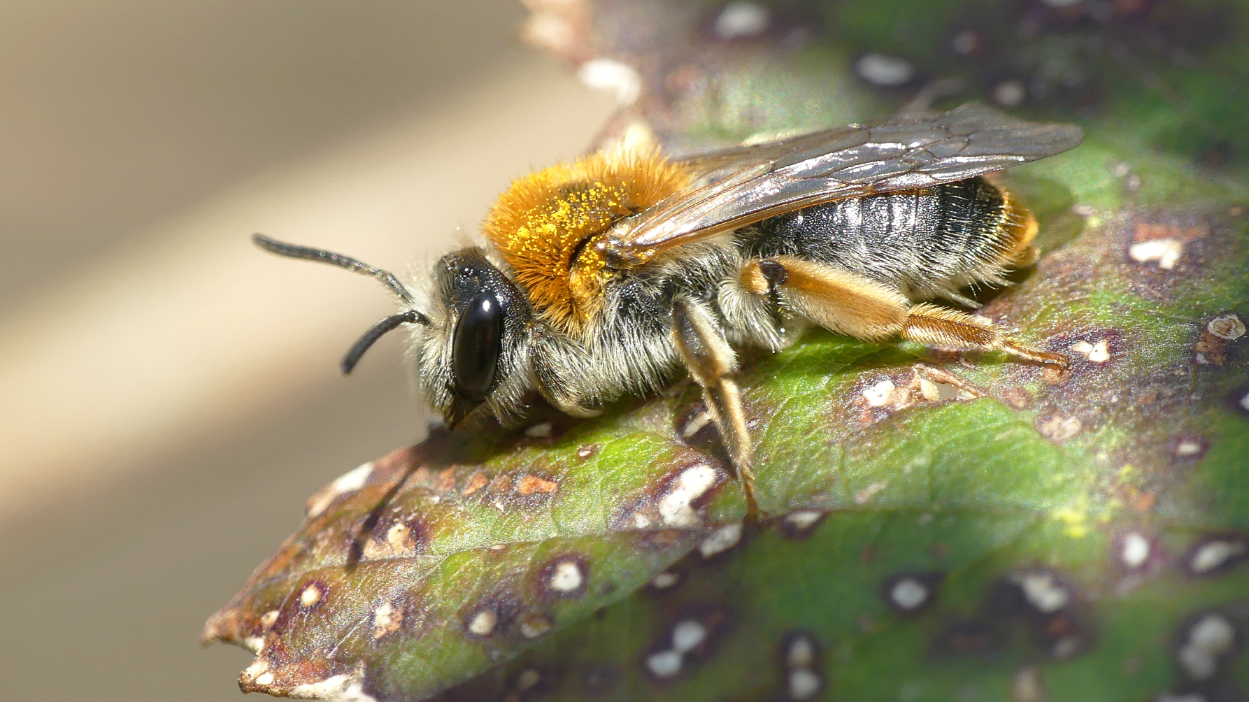 wilde bijensoort roodgatje zit op een blad