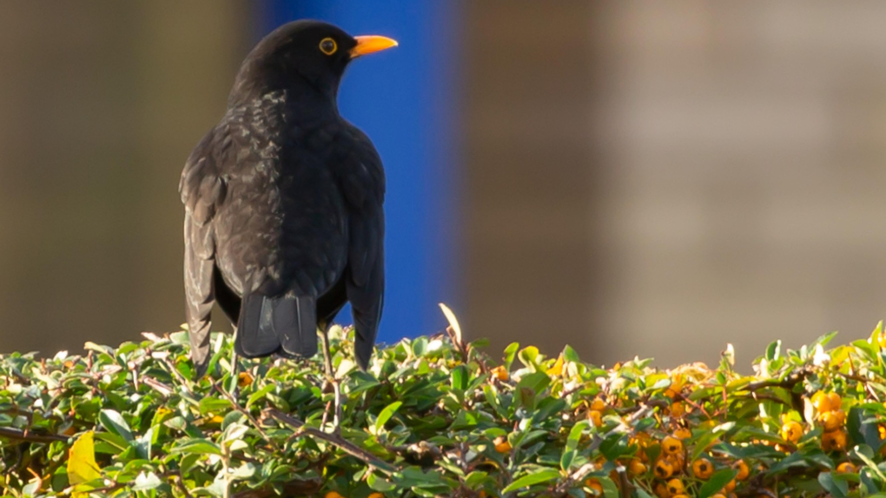 merel op vuurdoornhaag