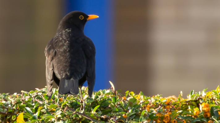 merel op vuurdoornhaag