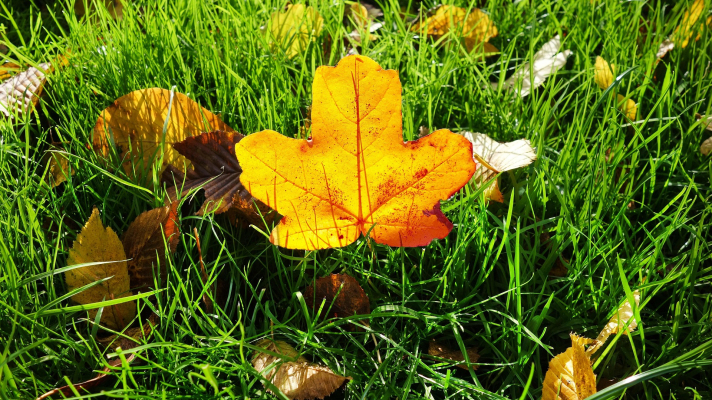 herfstblad op gras