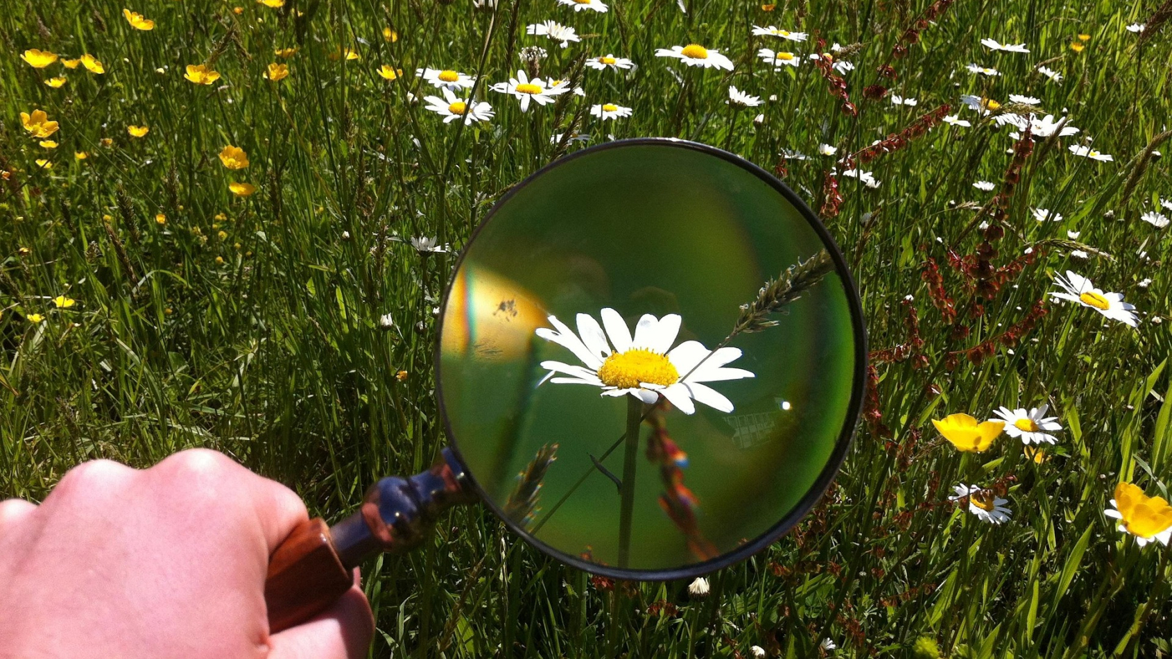 bloemenwei met vergrootglas voor bloem