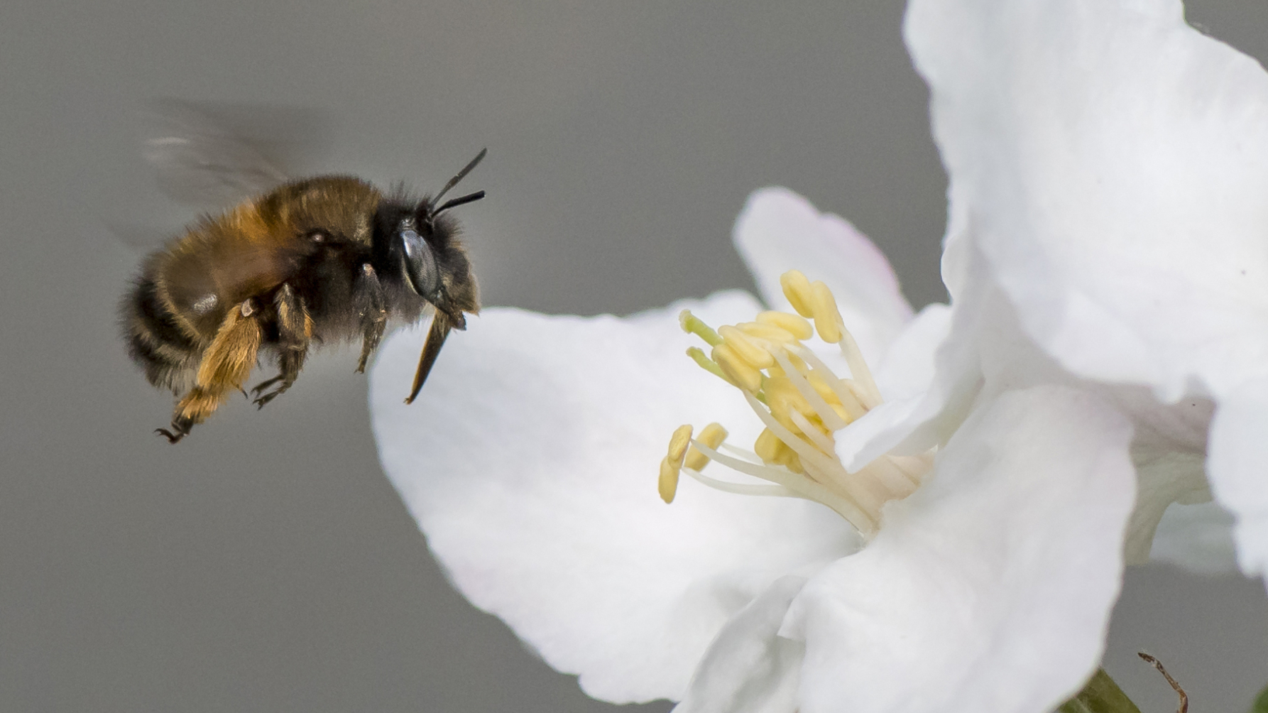 wilde bijensoort gewone sachembij vliegt naar een witte bloem
