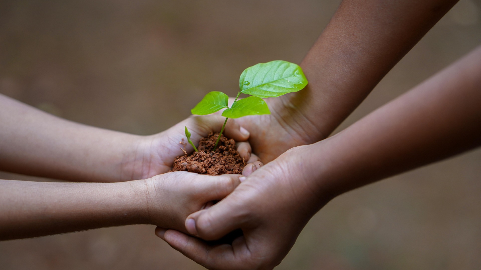 zaailing boom wordt doorgegeven