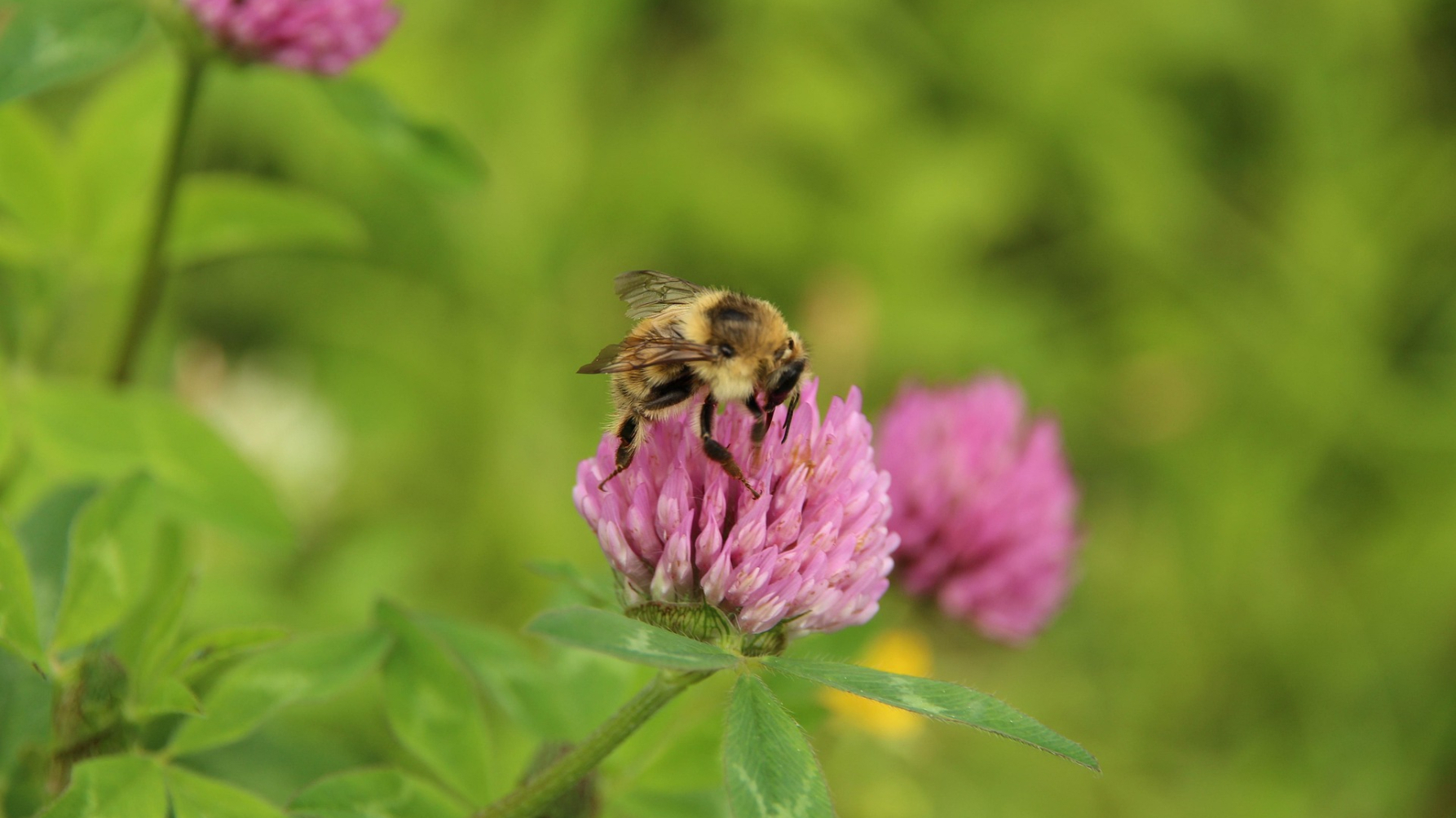 Zandhommel op rode klaver