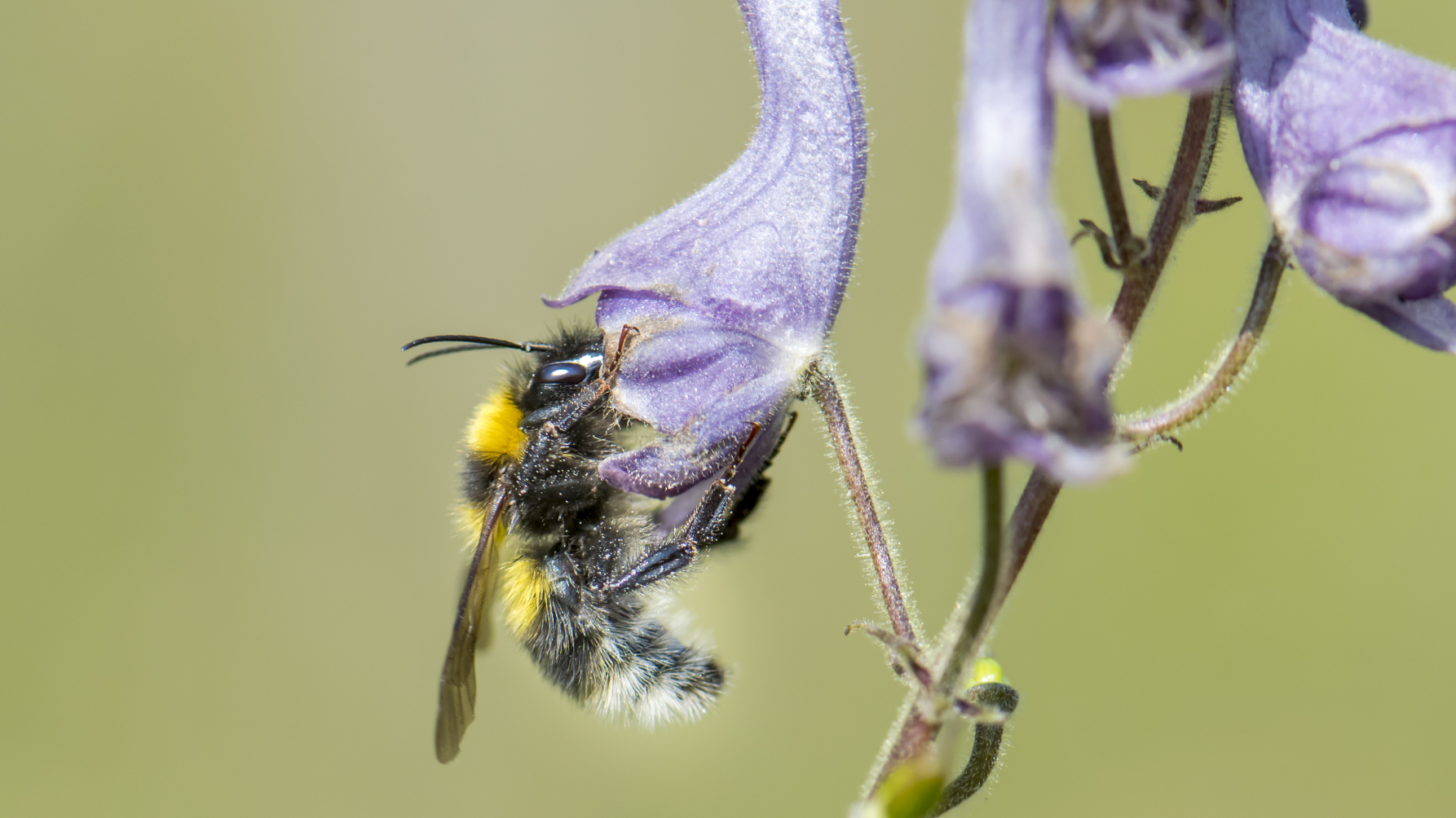 wilde bijensoort tuinhommel drinkt nectar uit een paarse bloem