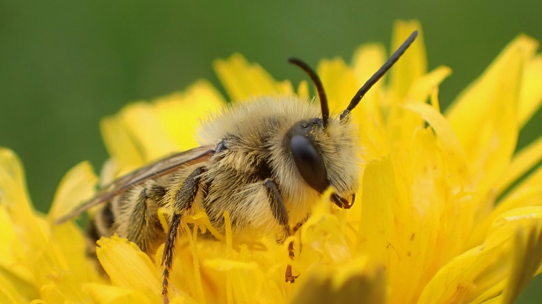 Mannetje pluimvoetbij op biggenkruidbloem